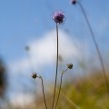 succisa-pratensis-switzerland-8C794D78-A314-4C2B-AA35-D0FA49F8BD86.jpg