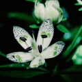 swertia-bimaculata-nepal-79BB91EA-4B6D-11DC-8D9F-000A95CA2156.jpg