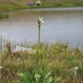 swertia-longifolia-kyrgyzstan-74FC137E-B41A-4B35-98D5-BEA229AEDD2A.jpg
