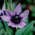 swertia-petiolata-nepal-6AA12134-4B6D-11DC-8D9F-000A95CA2156.jpg