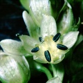 swertia-speciosa-nepal-64754644-4B6D-11DC-8D9F-000A95CA2156.jpg