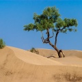tamarix-aphylla-saudi-arabia-B6C27F03-411D-4315-A0A1-CE302C7FF5E3.jpg