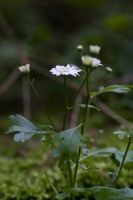 Tanacetum parthenium (L.) Schultz Bipontinus