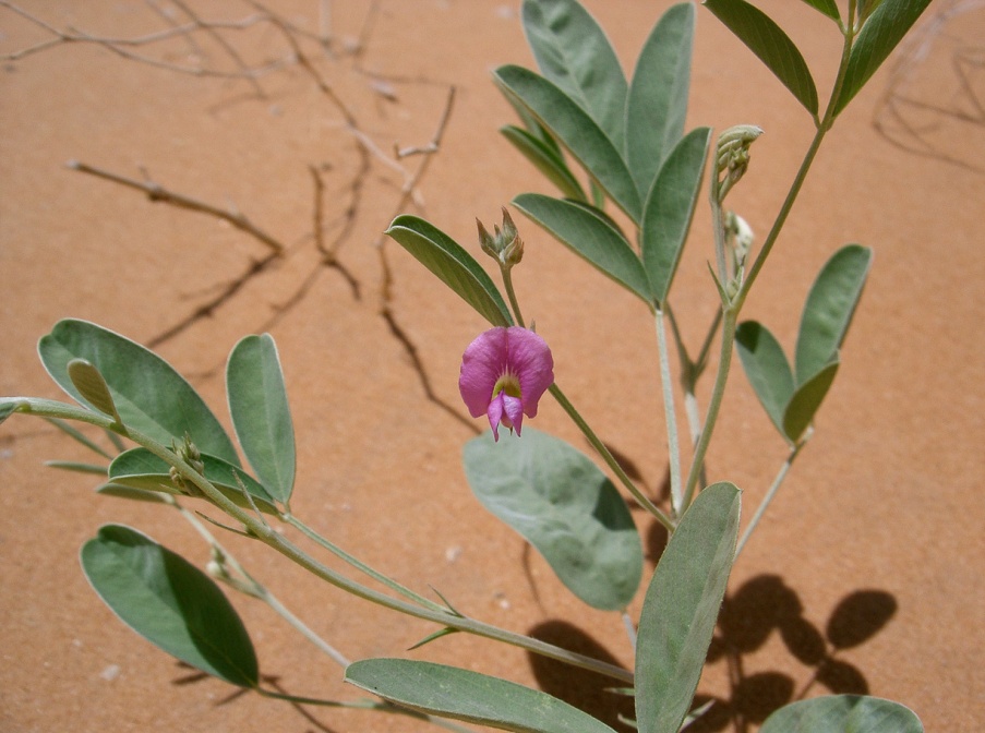 tephrosia-purpurea-saudi-arabia-73FE789B-4B7C-11DC-8D9F-000A95CA2156.jpg
