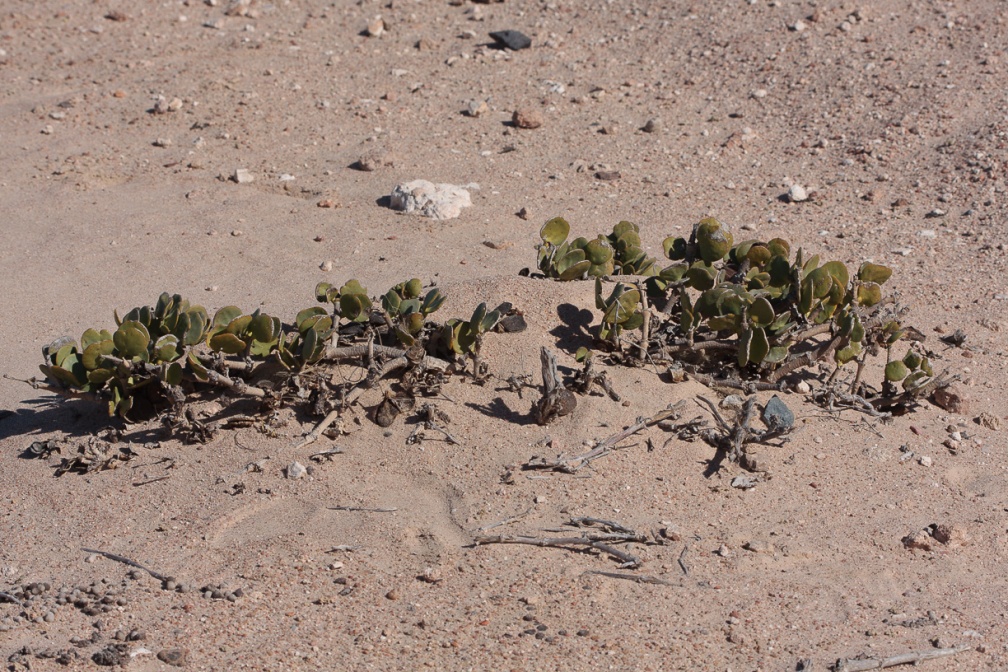 tetraena-stapfii-namibia-1AFCF225-6E96-47F4-984B-DFB3313EC7C0.jpg