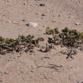 tetraena-stapfii-namibia-1AFCF225-6E96-47F4-984B-DFB3313EC7C0.jpg