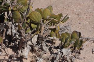 Tetraena stapfii (Schinz) Beier & Thulin