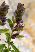 Teucrium chamaedrys L.