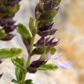 teucrium-chamaedrys-switzerland-2AC5A826-DF01-4E85-847D-3161167ABAAD.jpg