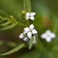 thesium-alpinum-switzerland-AA8DA988-A9C5-43D3-A20A-7F8902CEDEE5.jpg