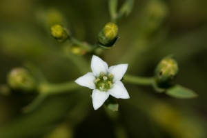 Thesium pyrenaicum Pourret