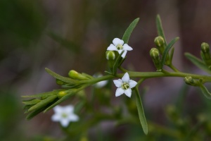 Thesium pyrenaicum Pourr.