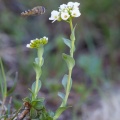 thlaspi-montanum-france-04E2554E-4A09-4E0E-A709-EE610DF13B6C.jpg