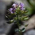 thlaspi-rotundifolium-switzerland-7AA5891D-DD70-49AA-9EEB-DB456C4D61BD.jpg