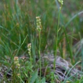tofieldia-calyculata-austria-AE5E3E0E-A149-4019-A7FB-490CF3A0CBAA.jpg