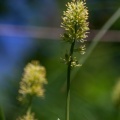 tofieldia-calyculata-switzerland-CD881BCA-FA4A-45BA-8E3E-4DF8BE4E9C9E.jpg