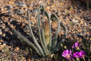 Trachyandra, sp. indet.