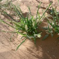 tragus-racemosus-saudi-arabia-87F2BC8C-4B7C-11DC-8D9F-000A95CA2156.jpg