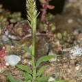 tragus-racemosus-switzerland-ECC75A1C-4CF5-11DC-8A96-000A95CA2156.jpg