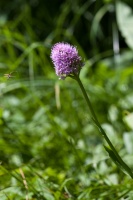 Traunsteinera globosa (L.) Rchb.