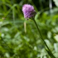 traunsteinera-globosa-switzerland-0A4926BD-3FB1-4269-B7F5-7A03D8E0C67B.jpg