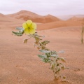 tribulus-arabicus-saudi-arabia-C3ECF5E4-4B7A-11DC-8D9F-000A95CA2156.jpg