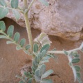 tribulus-macropterus-saudi-arabia-7DEB6F21-4B7C-11DC-8D9F-000A95CA2156.jpg