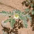 tribulus-pentandrus-saudi-arabia-E9BBD724-4B7B-11DC-8D9F-000A95CA2156.jpg
