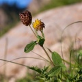 trifolium-badium-switzerland-053770EC-4035-437B-8934-F329D77F2CA5.jpg