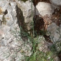 trinia-glauca-italy-9BA5FD70-4D66-11DC-8A96-000A95CA2156.jpg