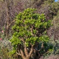 tylecodon-paniculatus-south-africa-7A98E175-A5EA-4E70-8C91-FFA16F86E18E.jpg