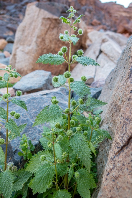 urtica-pilulifera-jordan-F36FDE29-F1E0-447A-A468-1D22E0BC43BB.jpg