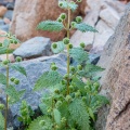 urtica-pilulifera-jordan-F36FDE29-F1E0-447A-A468-1D22E0BC43BB.jpg