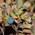 vaccinium-gaultherioides-switzerland-3D29D5E9-C4E6-4399-ADD9-81063AC63E2E.jpg