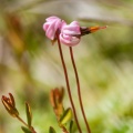 vaccinium-oxycoccos-switzerland-EA37BE96-2E50-4794-B5DF-23EE77039896.jpg