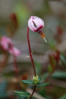 Vaccinium oxycoccos L. (Canneberge)