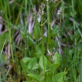 valeriana-dioica-switzerland-7419B367-CA7F-4B91-88D1-E74C3D59D649.jpg