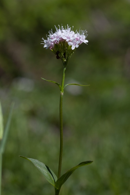 valeriana-montana-switzerland-332477DD-197B-42A0-B508-4708BC95FE47.jpg