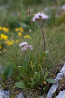 Valeriana montana L.