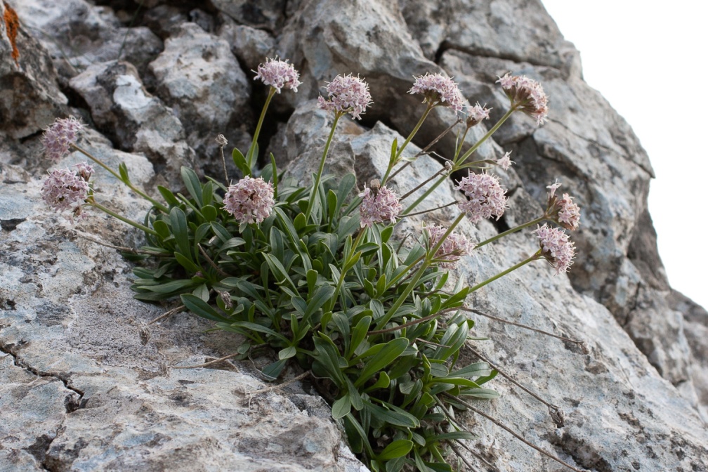 valeriana-saliunca-switzerland-B6A20203-98BE-4474-97AF-FCE49D7A9802.jpg