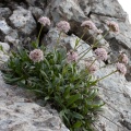 valeriana-saliunca-switzerland-B6A20203-98BE-4474-97AF-FCE49D7A9802.jpg