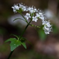 valeriana-tripteris-switzerland-2AA5E757-1B43-42CF-8807-B423E0DBF000.jpg