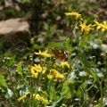 vanessa-cardui-senecio-asirensis-saudi-arabia-FB2C3F55-88B3-11DC-BD6E-000A95CA2156.jpg