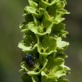 veratrum-album-switzerland-5D009135-442F-4786-BF4B-0E78203122E3.jpg