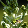 veratrum-album-switzerland-CA5184AB-35A8-4F76-A2F3-48AD0965E5E8.jpg