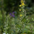 verbascum-lychnitis-switzerland-5862C8C8-8546-4BD6-AA98-D8EC76F4DEA2.jpg