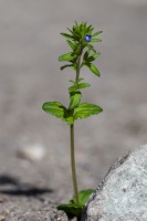 Veronica arvensis L.