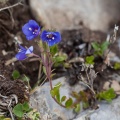 veronica-fruticans-switzerland-E78B3BB4-3A76-4B3D-AEB1-2740592862A4.jpg