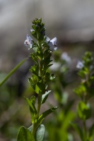 Veronica serpyllifolia L.