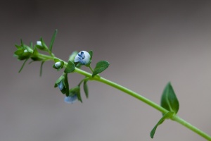 Veronica serpyllifolia L.